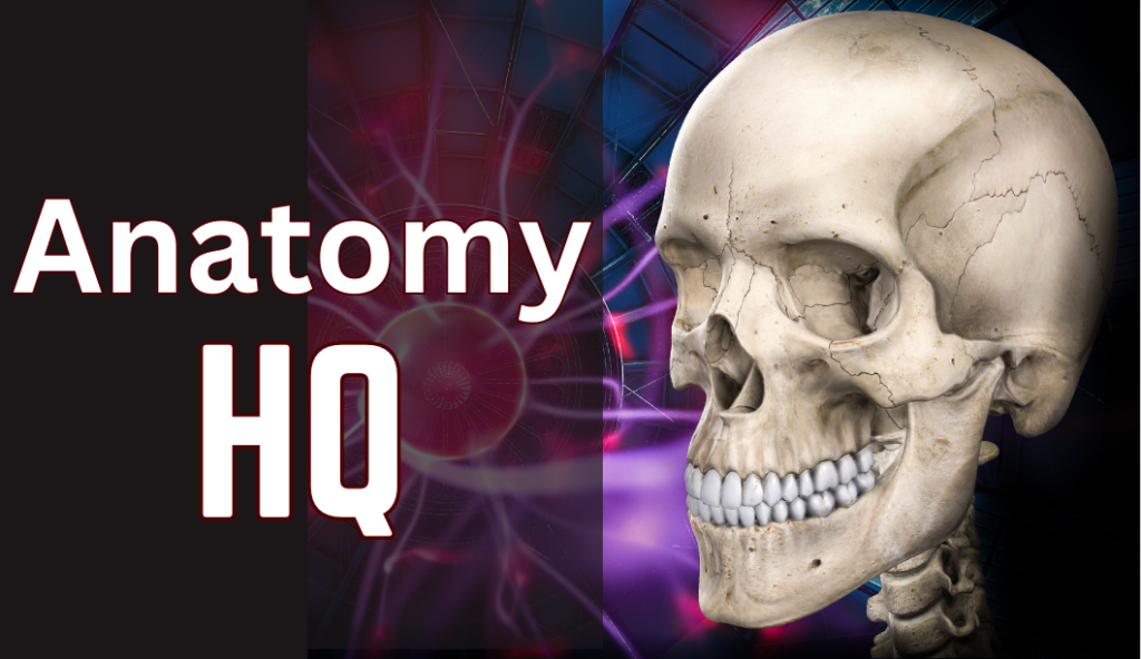 Anatomy HQ Logo