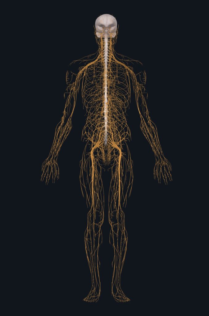A diagram showing the brain, spinal cord, and network of peripheral nerves of the body.