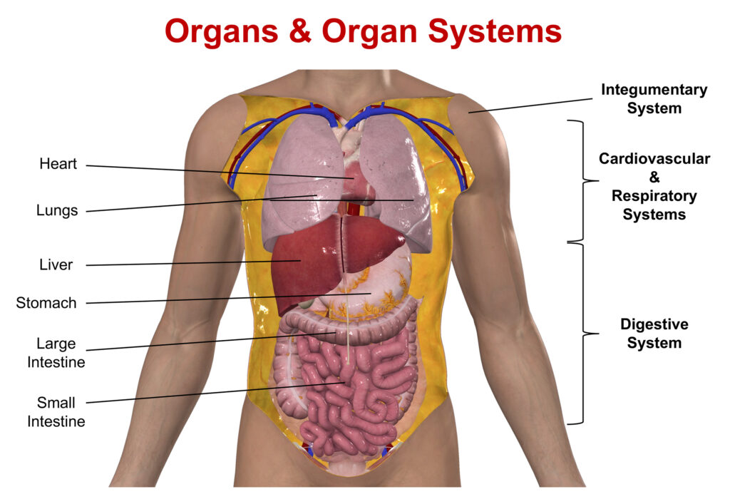 Diagram of organ systems, organ system diagram, organ system image